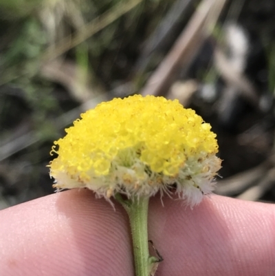 Craspedia variabilis (Common Billy Buttons) at Tennent, ACT - 3 Oct 2021 by Tapirlord