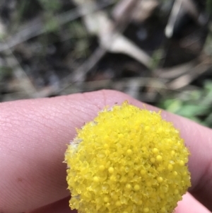 Craspedia variabilis at Tennent, ACT - 3 Oct 2021