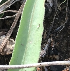 Craspedia variabilis at Tennent, ACT - 3 Oct 2021