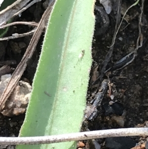 Craspedia variabilis at Tennent, ACT - 3 Oct 2021