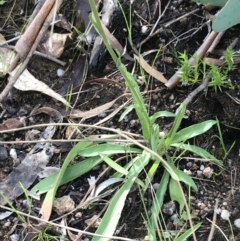 Craspedia variabilis at Tennent, ACT - 3 Oct 2021