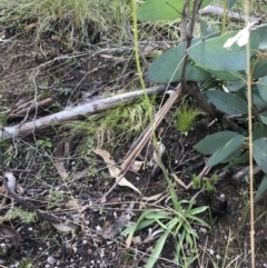 Craspedia variabilis at Tennent, ACT - 3 Oct 2021