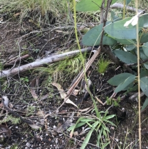 Craspedia variabilis at Tennent, ACT - 3 Oct 2021