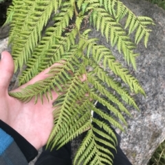 Dicksonia antarctica (Soft Treefern) at Namadgi National Park - 3 Oct 2021 by Tapirlord