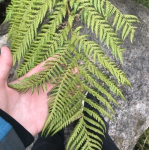 Dicksonia antarctica at Tennent, ACT - 3 Oct 2021