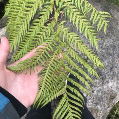 Dicksonia antarctica (Soft Treefern) at Tennent, ACT - 3 Oct 2021 by Tapirlord