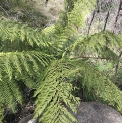 Dicksonia antarctica at Tennent, ACT - 3 Oct 2021