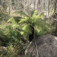 Dicksonia antarctica at Tennent, ACT - 3 Oct 2021