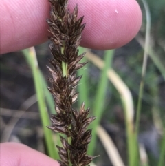 Carex appressa (Tall Sedge) at Tennent, ACT - 3 Oct 2021 by Tapirlord