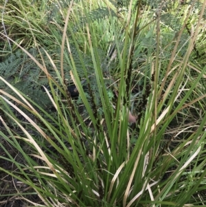 Carex appressa at Tennent, ACT - 3 Oct 2021 11:29 AM