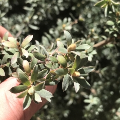 Leptospermum lanigerum (Woolly Teatree) at Namadgi National Park - 3 Oct 2021 by Tapirlord