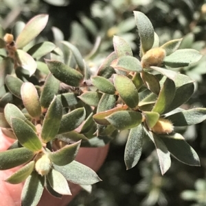 Leptospermum lanigerum at Tennent, ACT - 3 Oct 2021