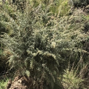 Leptospermum lanigerum at Tennent, ACT - 3 Oct 2021