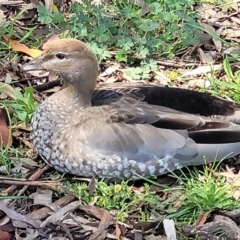 Chenonetta jubata (Australian Wood Duck) at Forde, ACT - 7 Oct 2021 by trevorpreston
