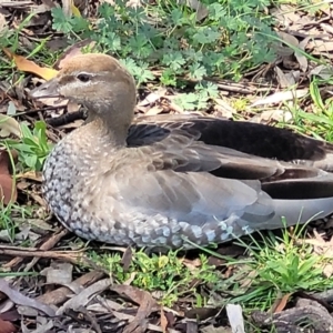 Chenonetta jubata at Forde, ACT - 7 Oct 2021 12:37 PM