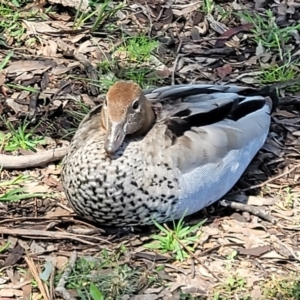 Chenonetta jubata at Forde, ACT - 7 Oct 2021 12:37 PM