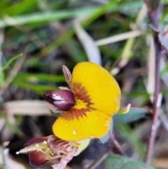 Bossiaea prostrata (Creeping Bossiaea) at Throsby, ACT - 7 Oct 2021 by trevorpreston