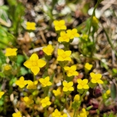 Cicendia quadrangularis (Oregon Timwort) at Throsby, ACT - 7 Oct 2021 by trevorpreston