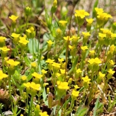 Cicendia quadrangularis at Throsby, ACT - 7 Oct 2021