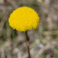 Craspedia variabilis (Common Billy Buttons) at Jacka, ACT - 7 Oct 2021 by trevorpreston