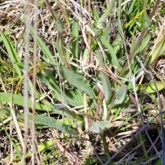 Craspedia variabilis at Jacka, ACT - suppressed