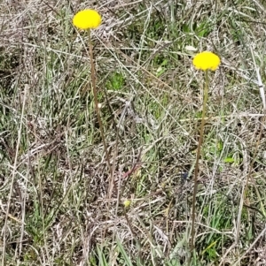 Craspedia variabilis at Jacka, ACT - suppressed