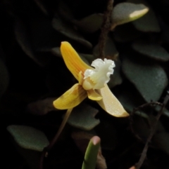 Dockrillia striolata (Streaked Rock Orchid) at Mittagong - 6 Oct 2021 by Snowflake