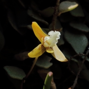 Dockrillia striolata at Mittagong, NSW - 7 Oct 2021