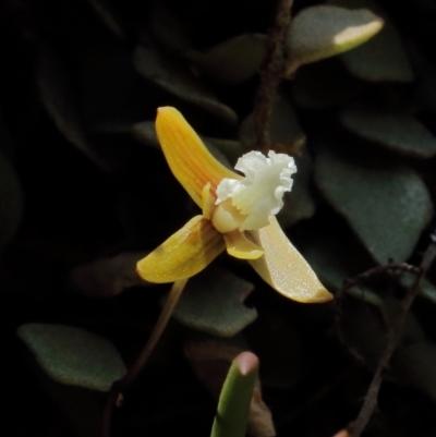 Dockrillia striolata (Streaked Rock Orchid) at Wingecarribee Local Government Area - 6 Oct 2021 by Snowflake