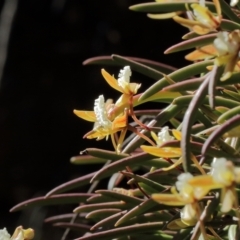 Dockrillia striolata at Mittagong, NSW - 7 Oct 2021