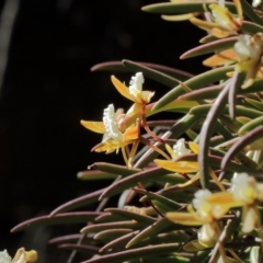Dockrillia striolata at Mittagong, NSW - suppressed