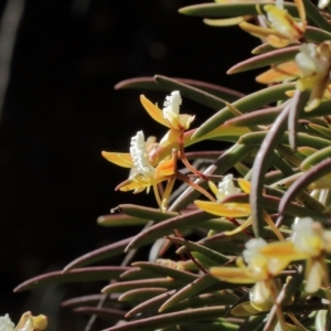 Dockrillia striolata at Mittagong, NSW - 7 Oct 2021