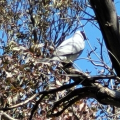 Coracina novaehollandiae (Black-faced Cuckooshrike) at Jacka, ACT - 7 Oct 2021 by trevorpreston