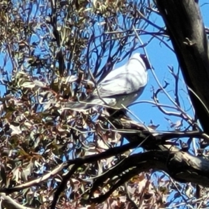 Coracina novaehollandiae at Jacka, ACT - 7 Oct 2021