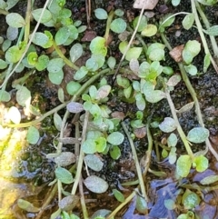 Isotoma fluviatilis subsp. australis (Swamp Isotome) at Throsby, ACT - 7 Oct 2021 by tpreston
