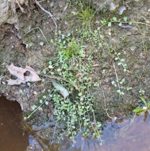 Isotoma fluviatilis subsp. australis at Throsby, ACT - 7 Oct 2021