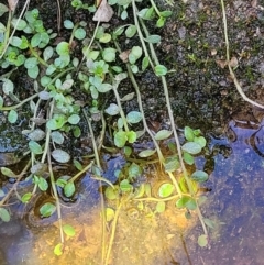 Isotoma fluviatilis subsp. australis at Throsby, ACT - 7 Oct 2021 12:56 PM