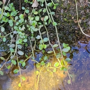 Isotoma fluviatilis subsp. australis at Throsby, ACT - 7 Oct 2021 12:56 PM