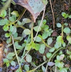 Isotoma fluviatilis subsp. australis at Throsby, ACT - 7 Oct 2021 12:56 PM