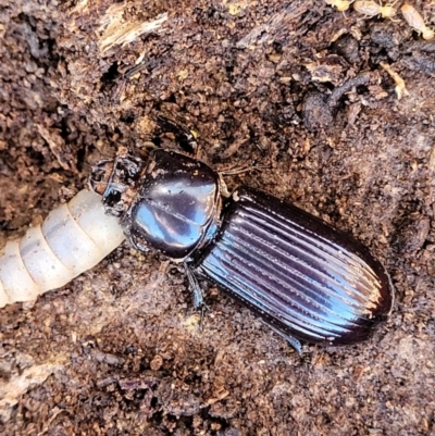 Aulacocyclus edentulus (Passalid beetle) at Mulligans Flat - 7 Oct 2021 by trevorpreston