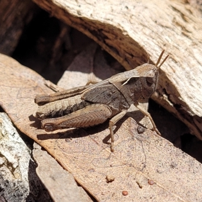 Caledia captiva (grasshopper) at Forde, ACT - 7 Oct 2021 by trevorpreston