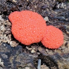 Tubifera ferruginosa (Raspberry Slime) at Mulligans Flat - 7 Oct 2021 by trevorpreston