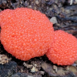 Tubifera ferruginosa at Forde, ACT - 7 Oct 2021