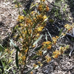 Daviesia mimosoides subsp. mimosoides at Bruce, ACT - 7 Oct 2021 10:32 AM