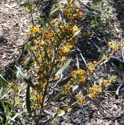 Daviesia mimosoides subsp. mimosoides at Bruce Ridge to Gossan Hill - 6 Oct 2021 by goyenjudy