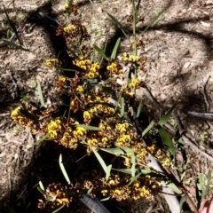 Daviesia mimosoides subsp. mimosoides at Bruce, ACT - 7 Oct 2021