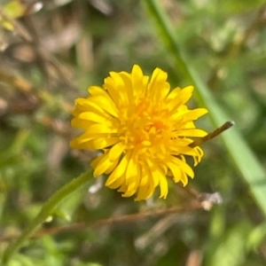 Calotis lappulacea at Griffith, ACT - 7 Oct 2021