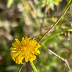 Calotis lappulacea at Griffith, ACT - 7 Oct 2021 02:59 PM