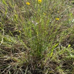 Calotis lappulacea at Griffith, ACT - 7 Oct 2021 02:59 PM