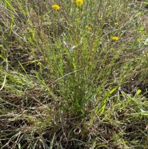 Calotis lappulacea at Griffith, ACT - 7 Oct 2021 02:59 PM